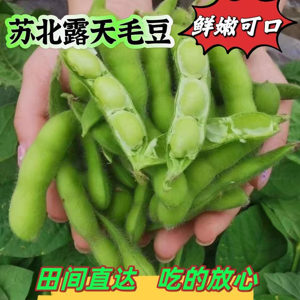 现摘新鲜毛豆农家自种带壳豆荚当季整箱豆角青豆毛豆当季农家蔬菜