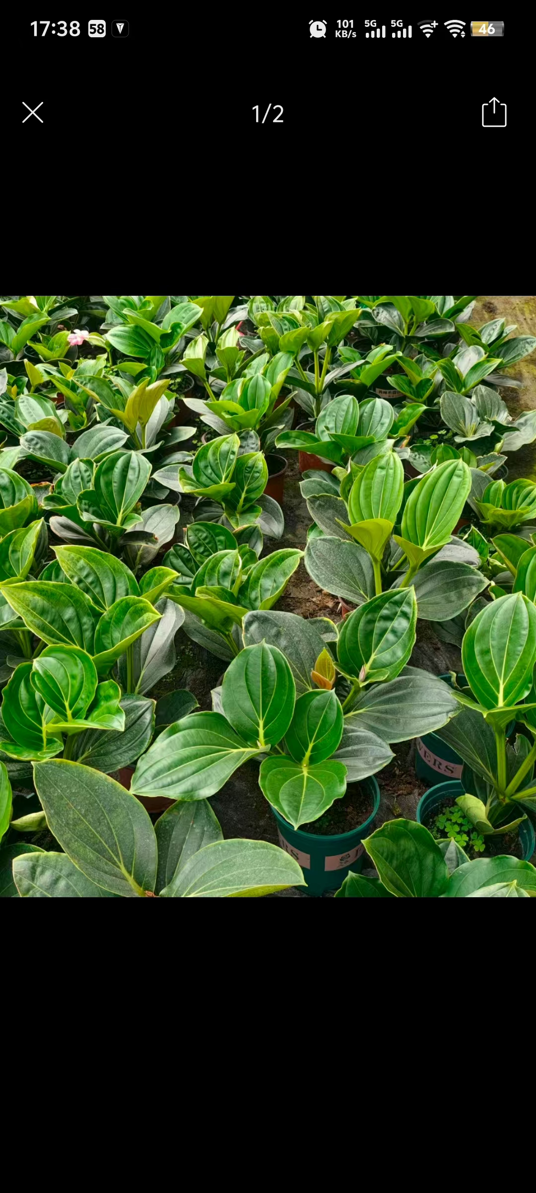 花购     (宝莲灯无花头颗型）双色盆青山盆混发  