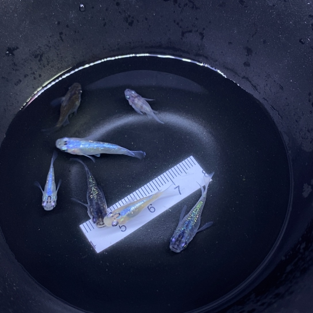 青鳉鱼球体7条7号