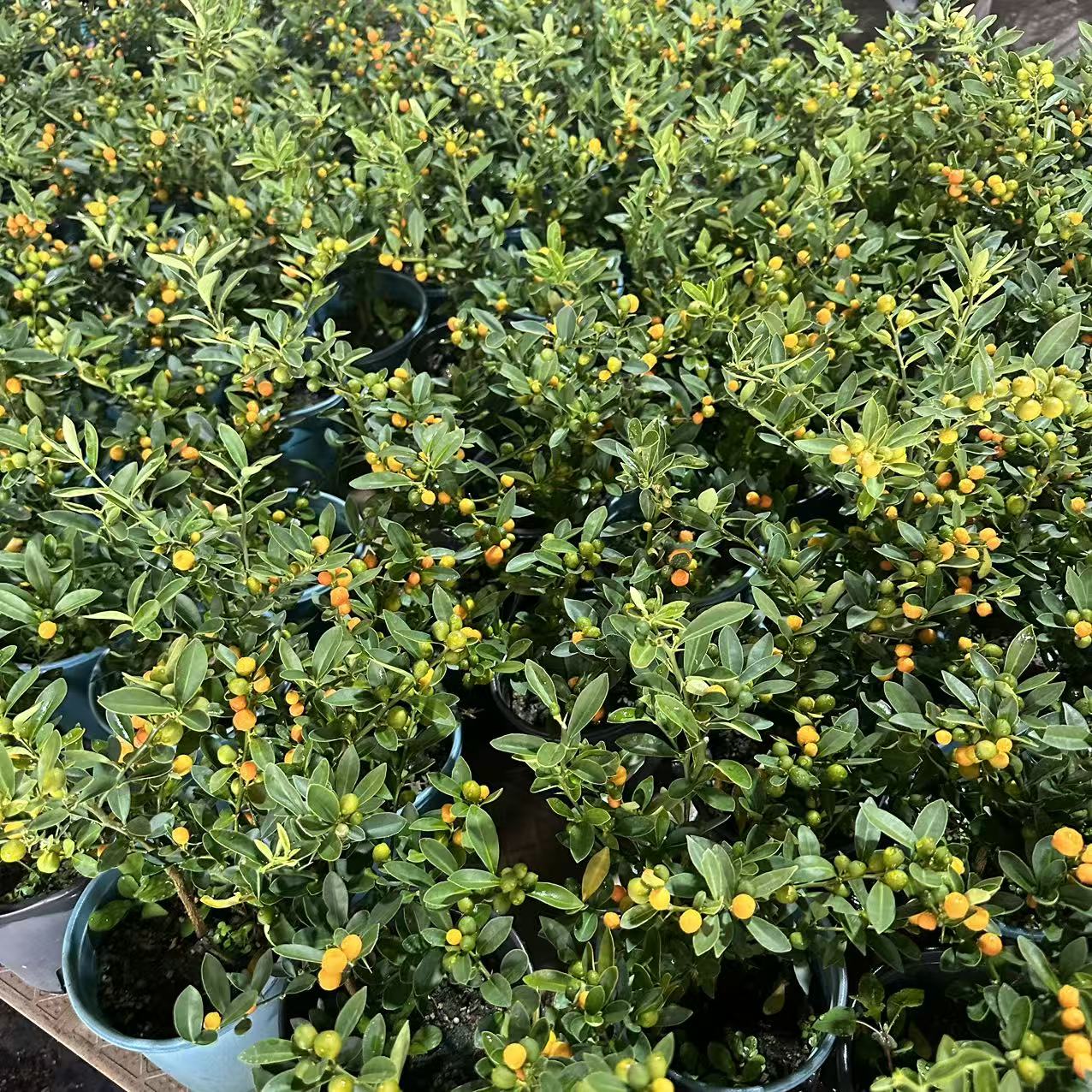 福豆盆栽中式盆景桌面禅意树室内四季可养