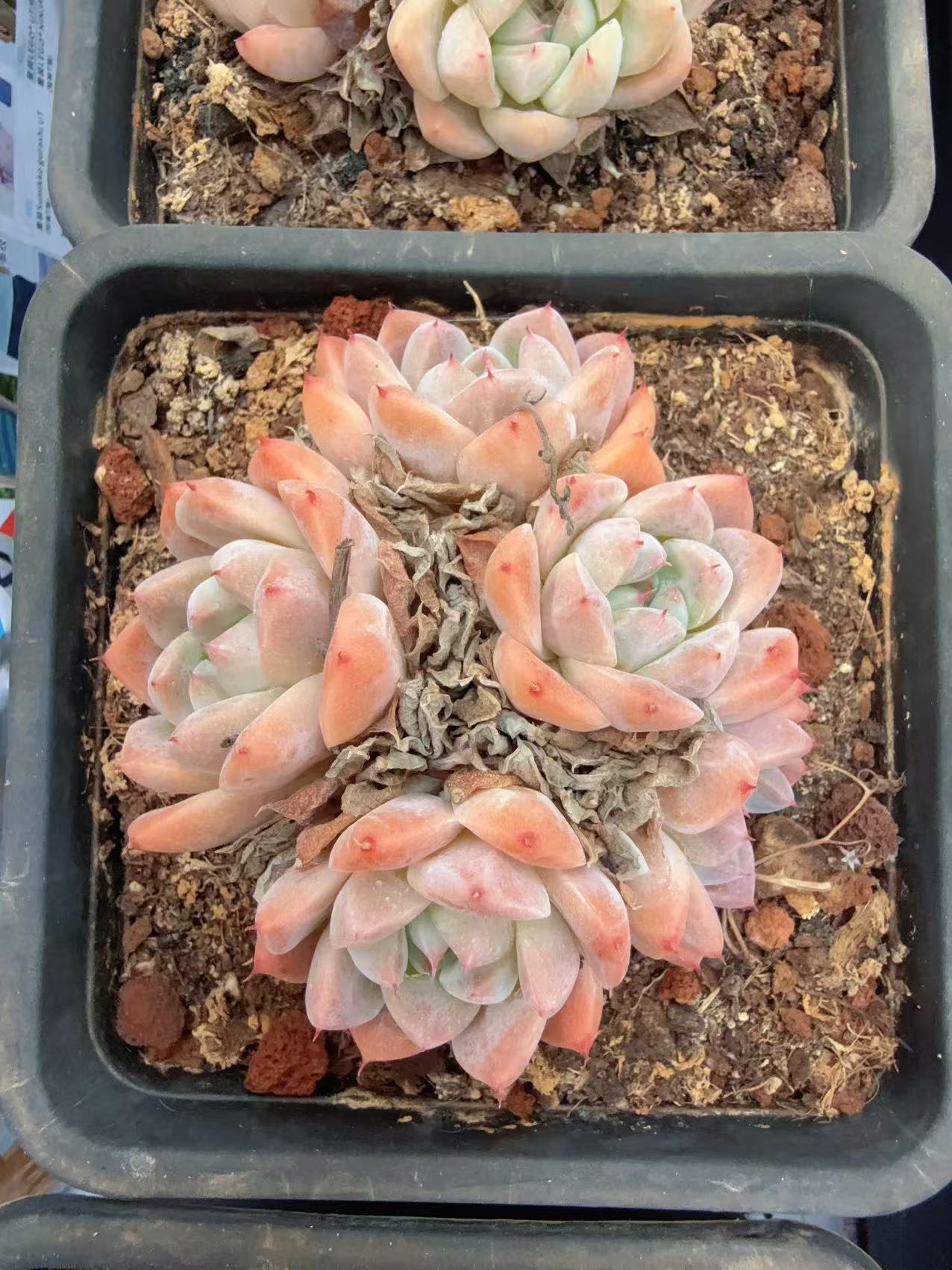 阿尔巴佳人5头无砍群（7-9cm）带土球