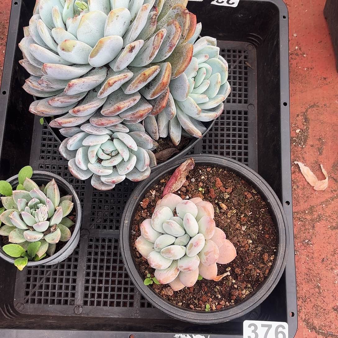 多肉植物宽拍376号