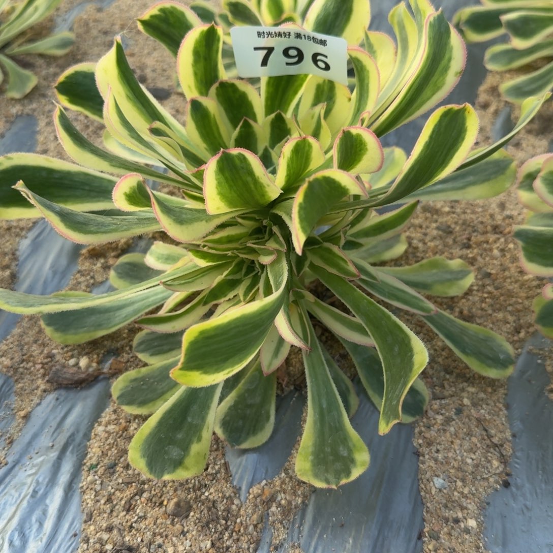 796白兰地。多肉植物