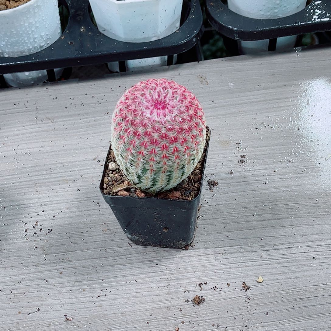 红太阳仙人球一勿一拍