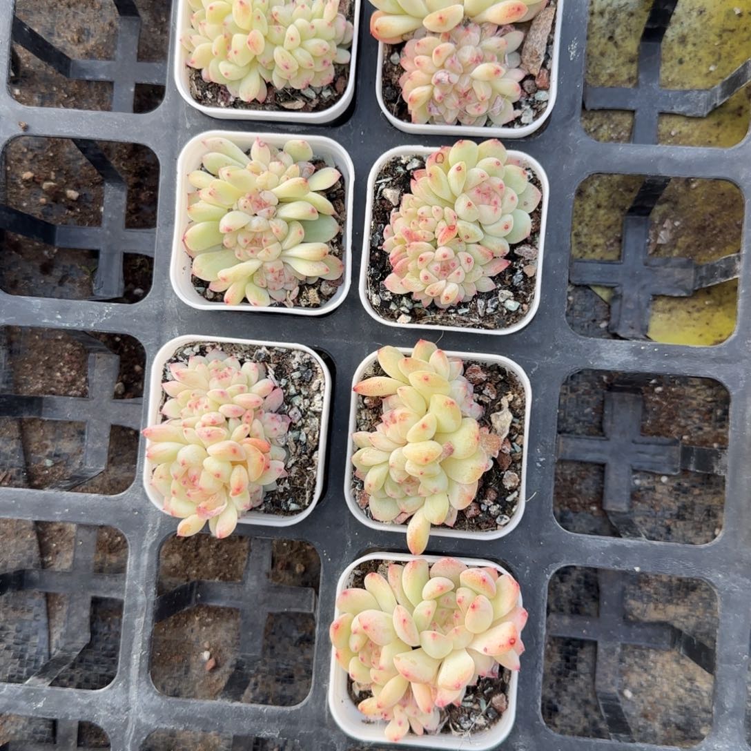 五头174 盆一个满25包邮