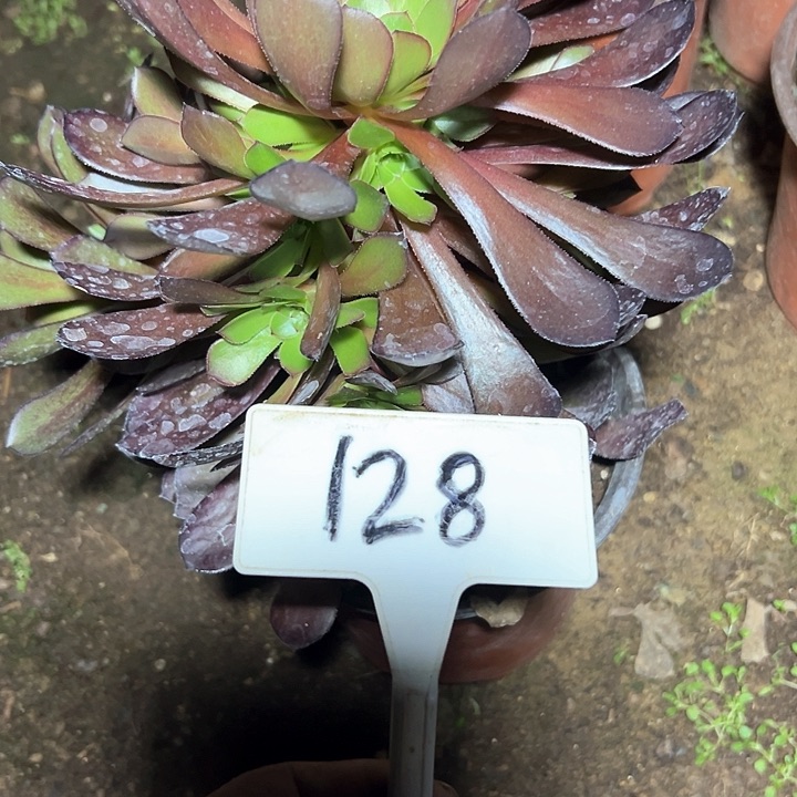 多肉植物黑铜法师