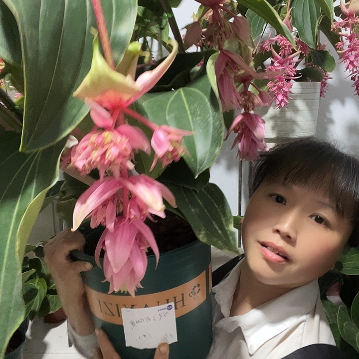 *****无花朵宝莲灯开花开花