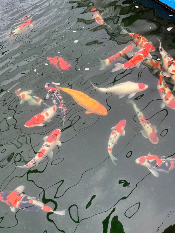 【景鲤坊直播专用】进口血统锦鲤观赏鱼不包邮