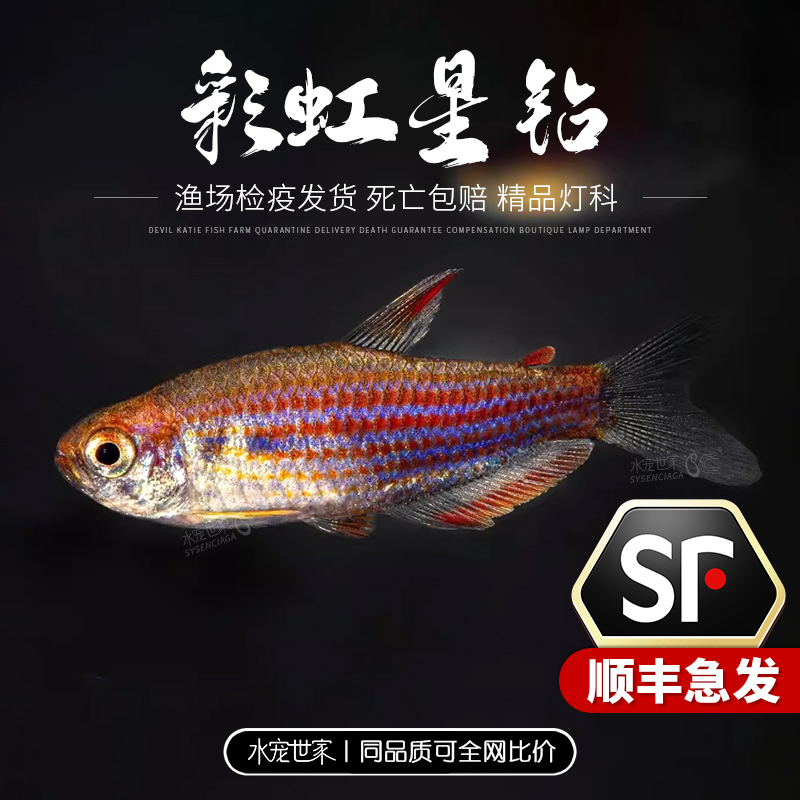 彩虹星钻灯鱼南美小型鱼热带观赏鱼活体观赏鱼彩虹星钻帝王草缸鱼