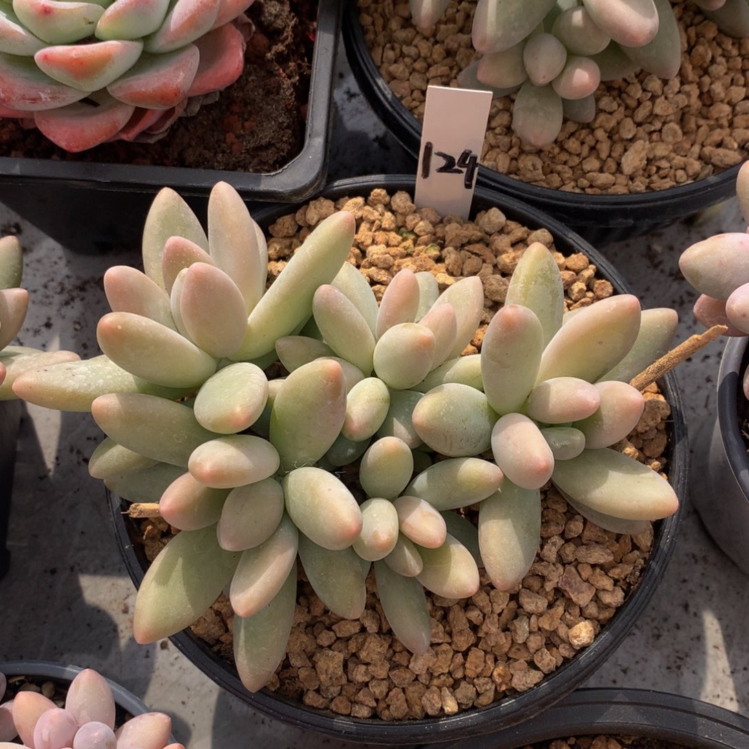 白兰地7272772282883@w