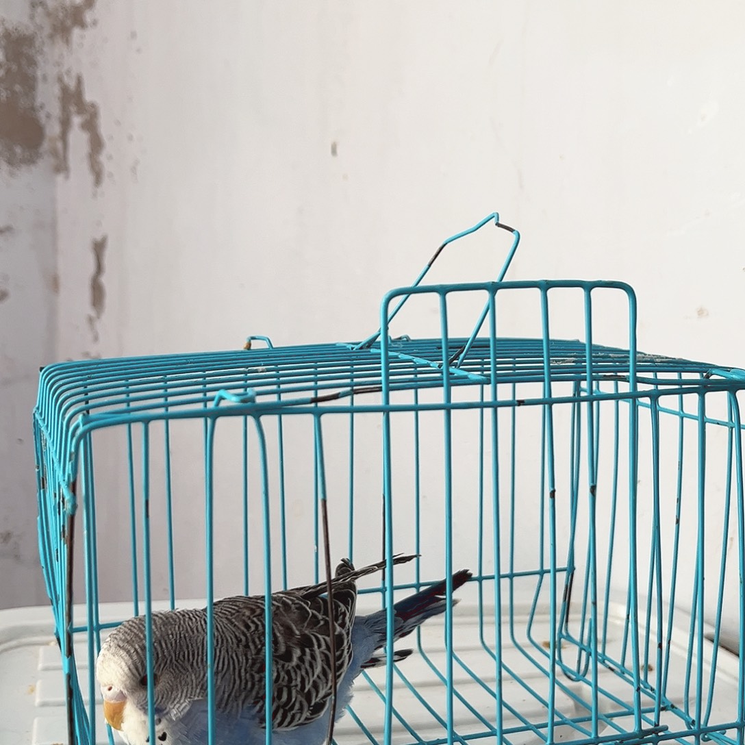 虎皮鹦鹉我的小姐姐