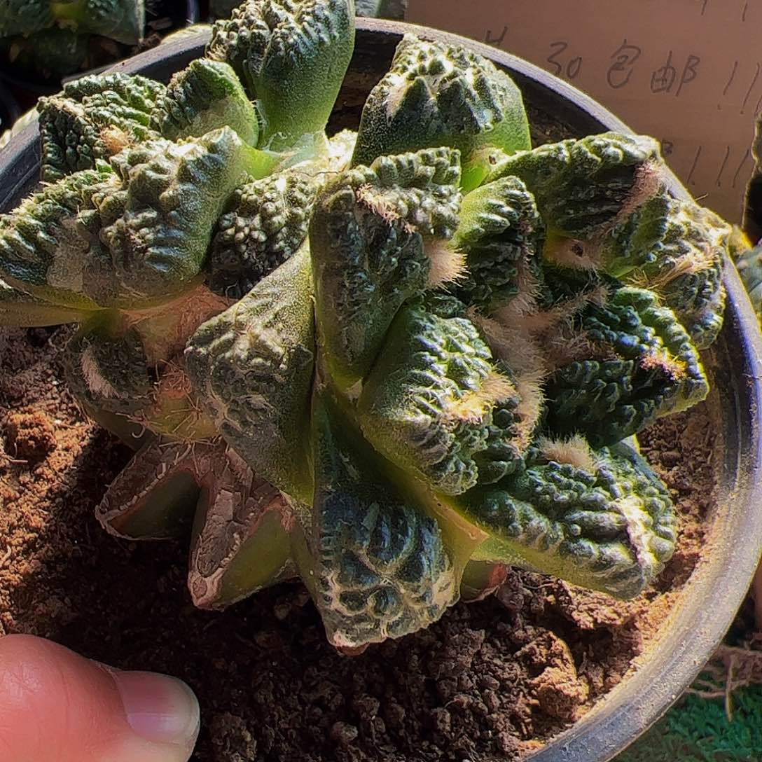 无花朵双头龟甲牡丹275