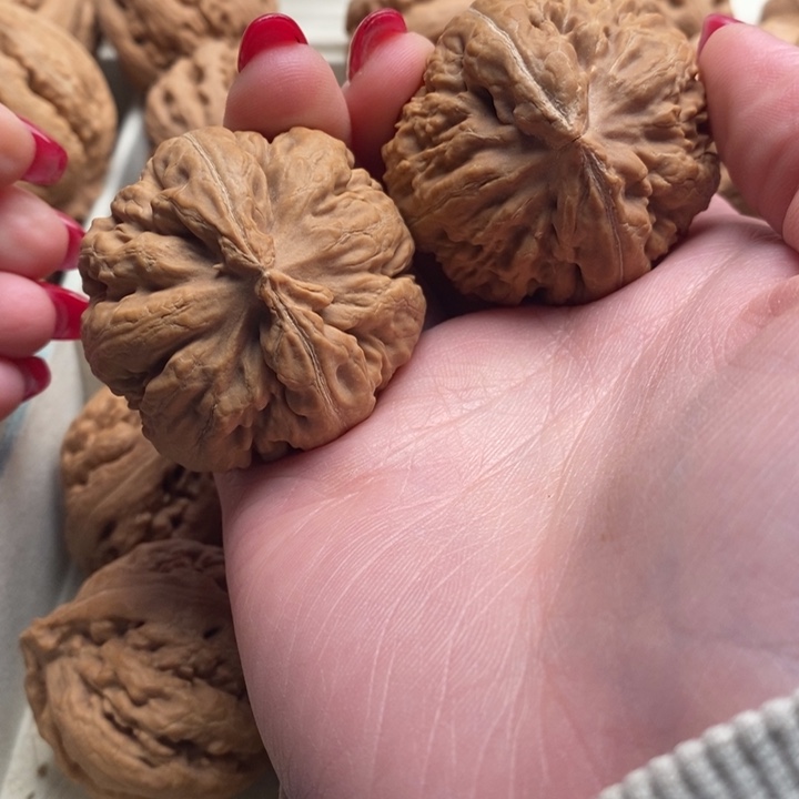 中***人霸王龙全品无修一刀没动