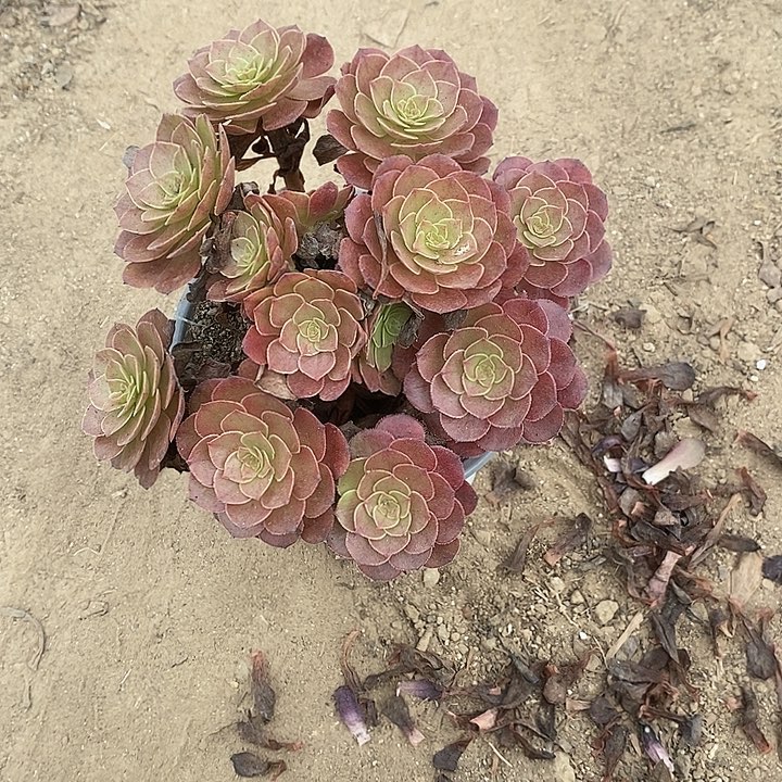 桃花石21多肉植物法师法师