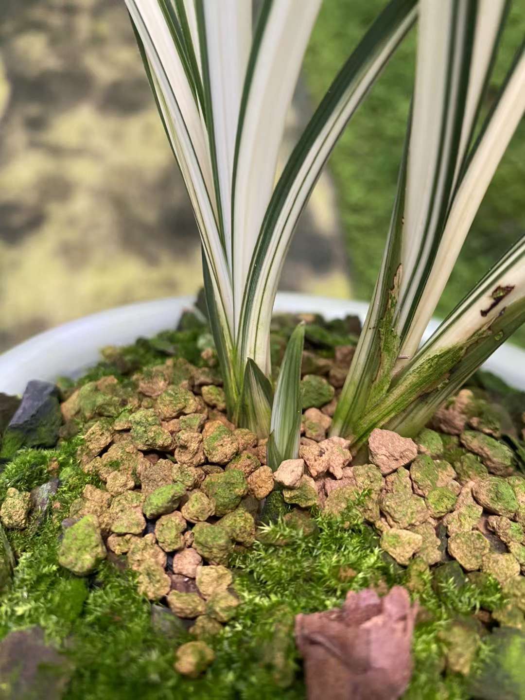九鼎兰园 人工种植兰花 一物一拍