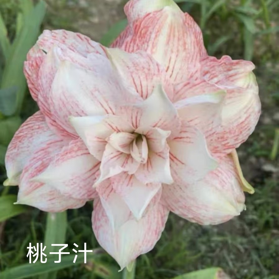 朱顶红【桃子汁】侧   只包对版，不包后期养护