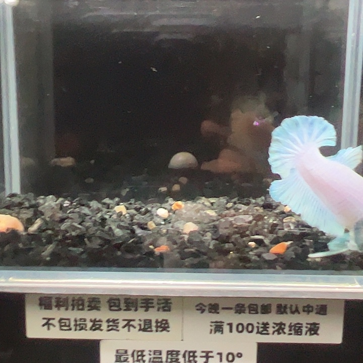 斗鱼竞拍跑单拉黑23日92