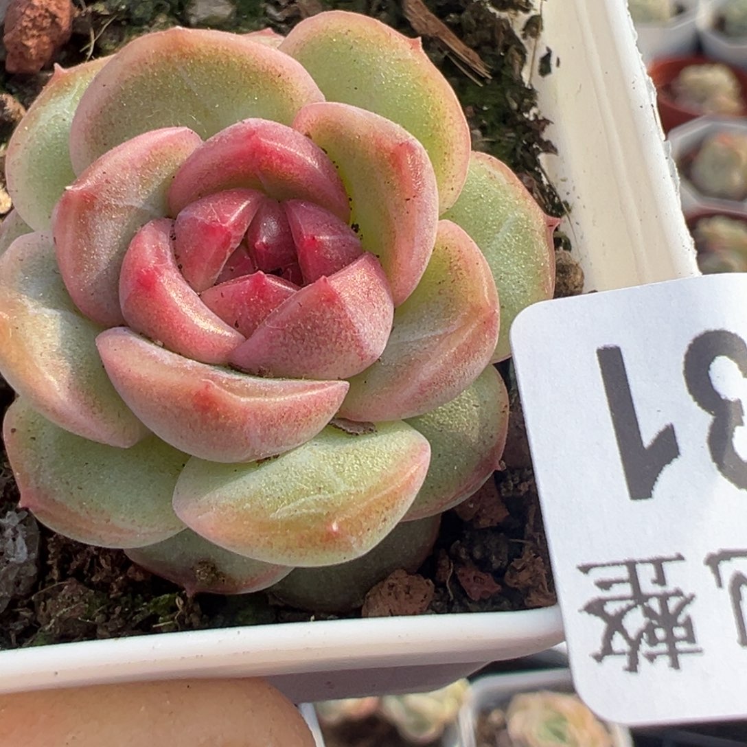 小卡拉米糖心一物一拍13-31