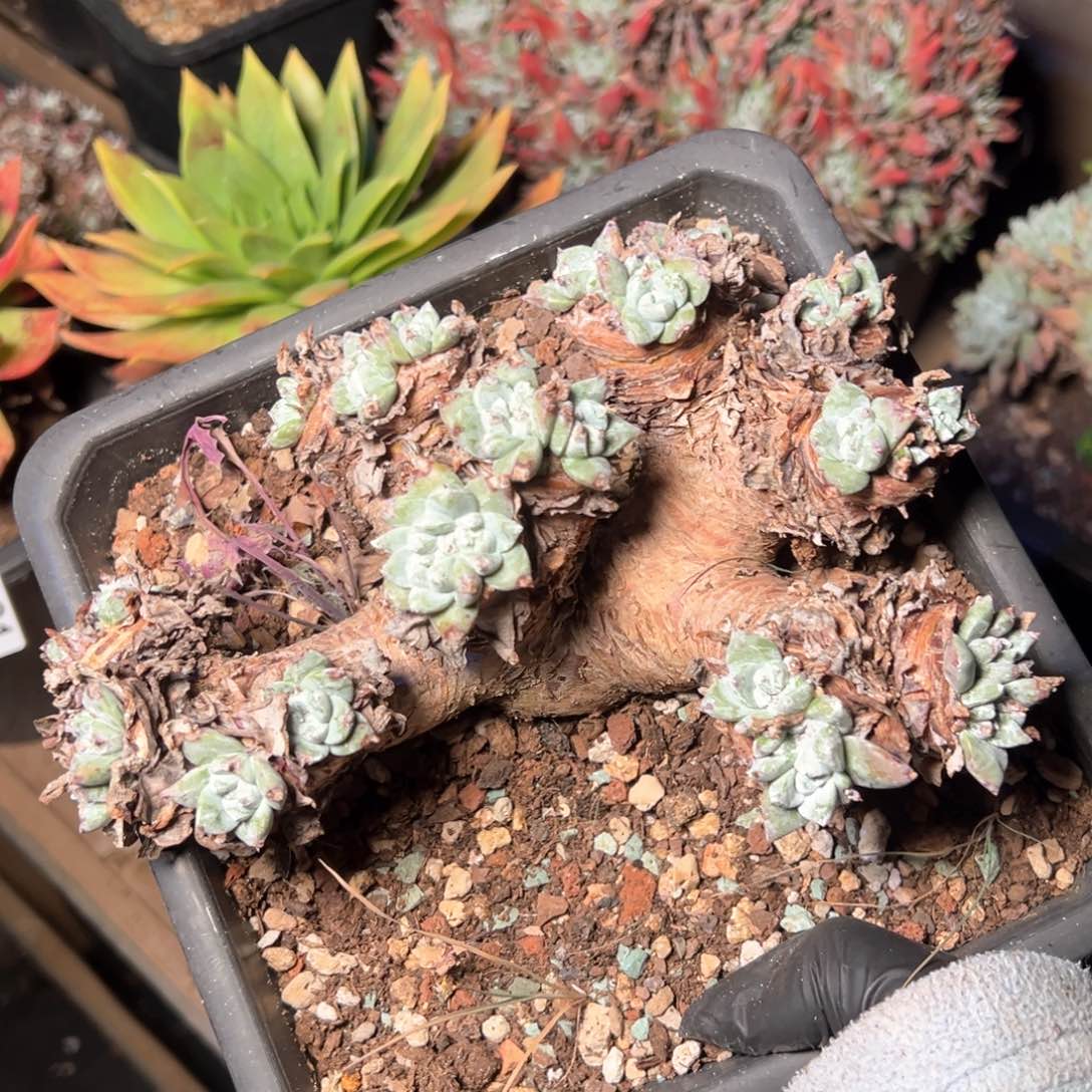 7932哈哈哈哈哈哈哈哈