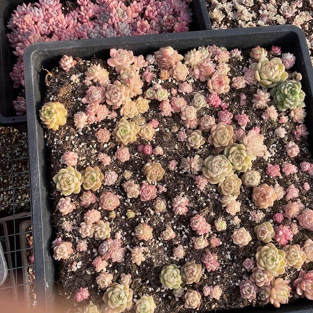 一***宝166。 定。                