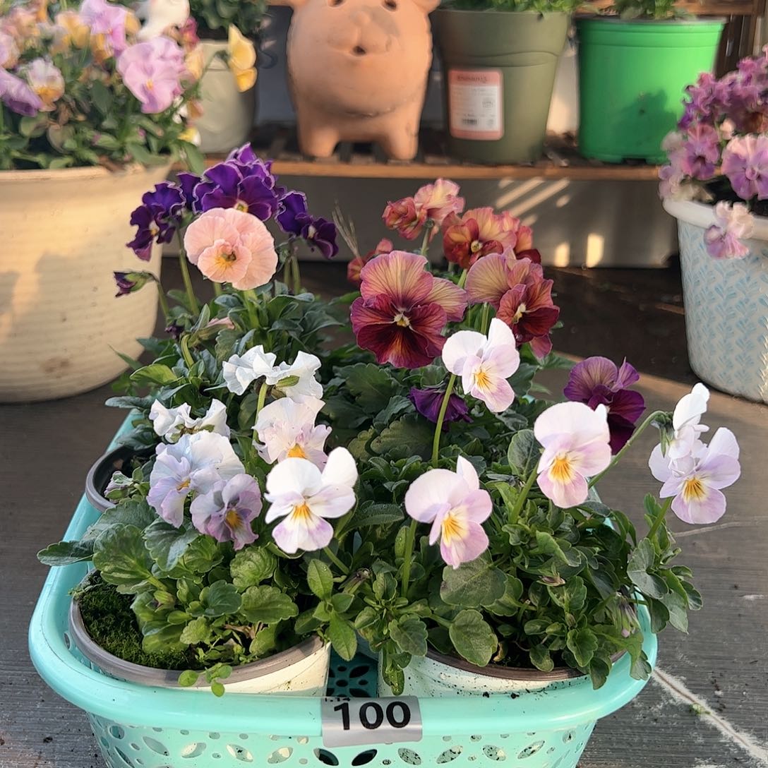 【闪购商品】100号