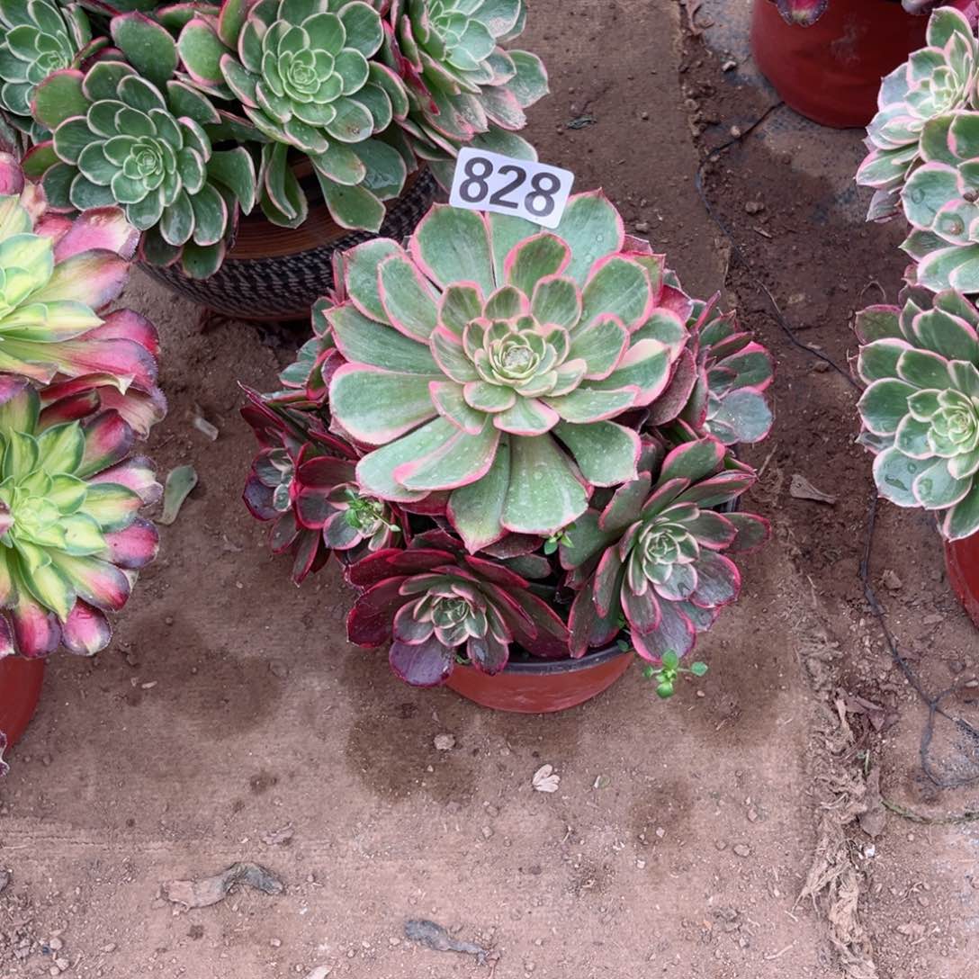 货****董828粉花妖多肉植物