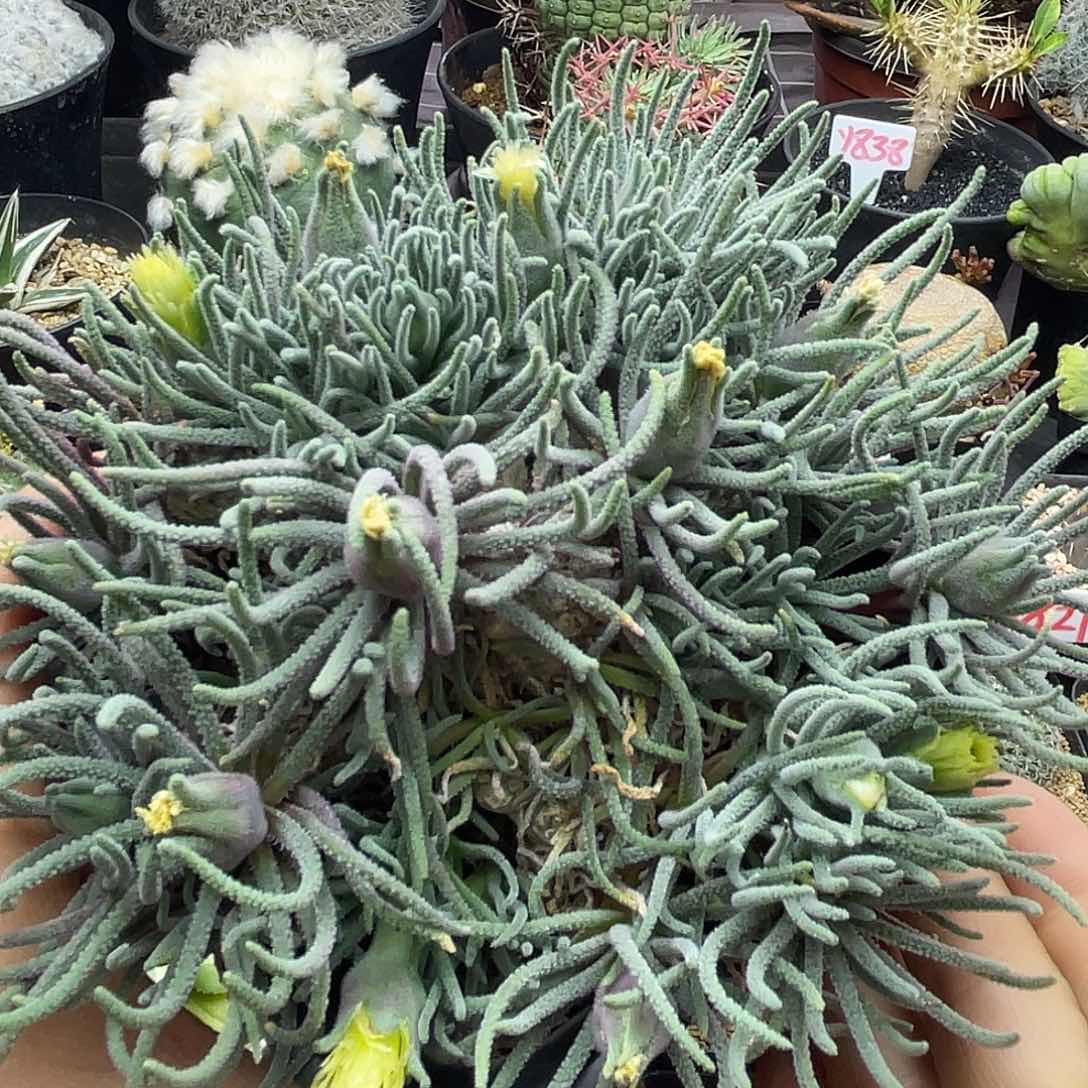 大块根天赐仙人球多肉