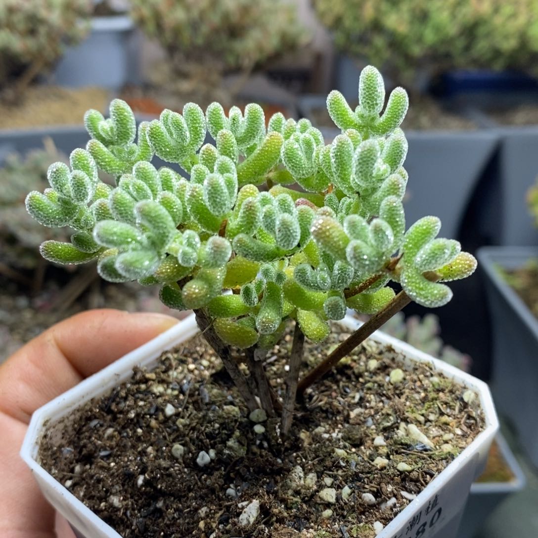 1280优选冰晶枝干