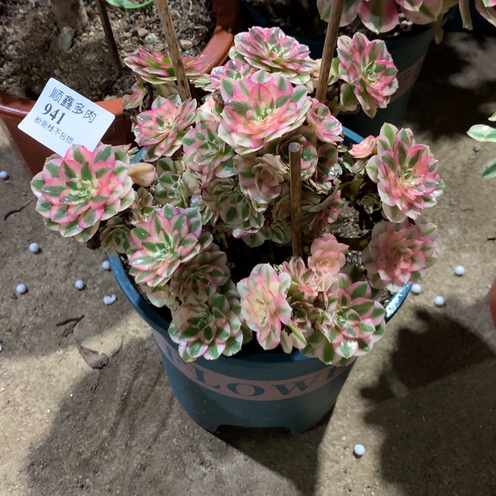 941倾城多肉植物特价
