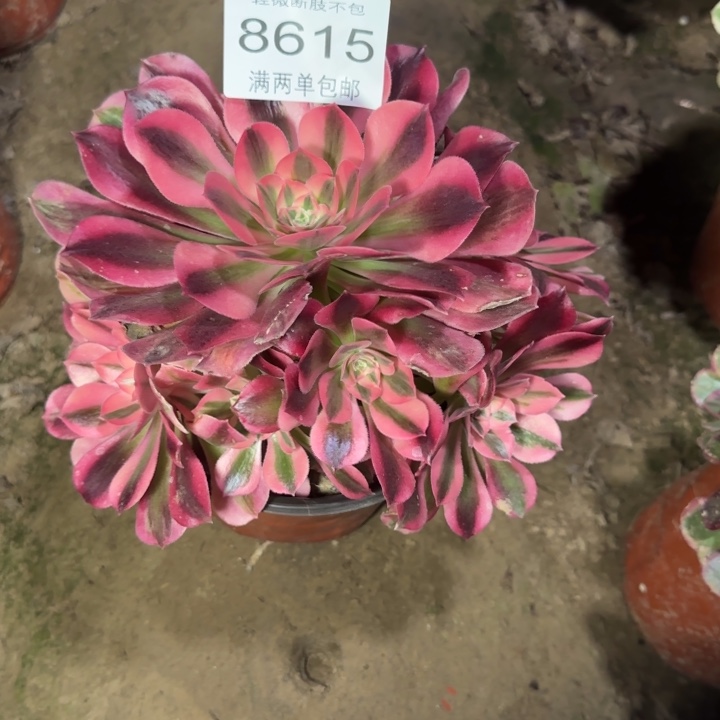 8615红女巫多肉植物