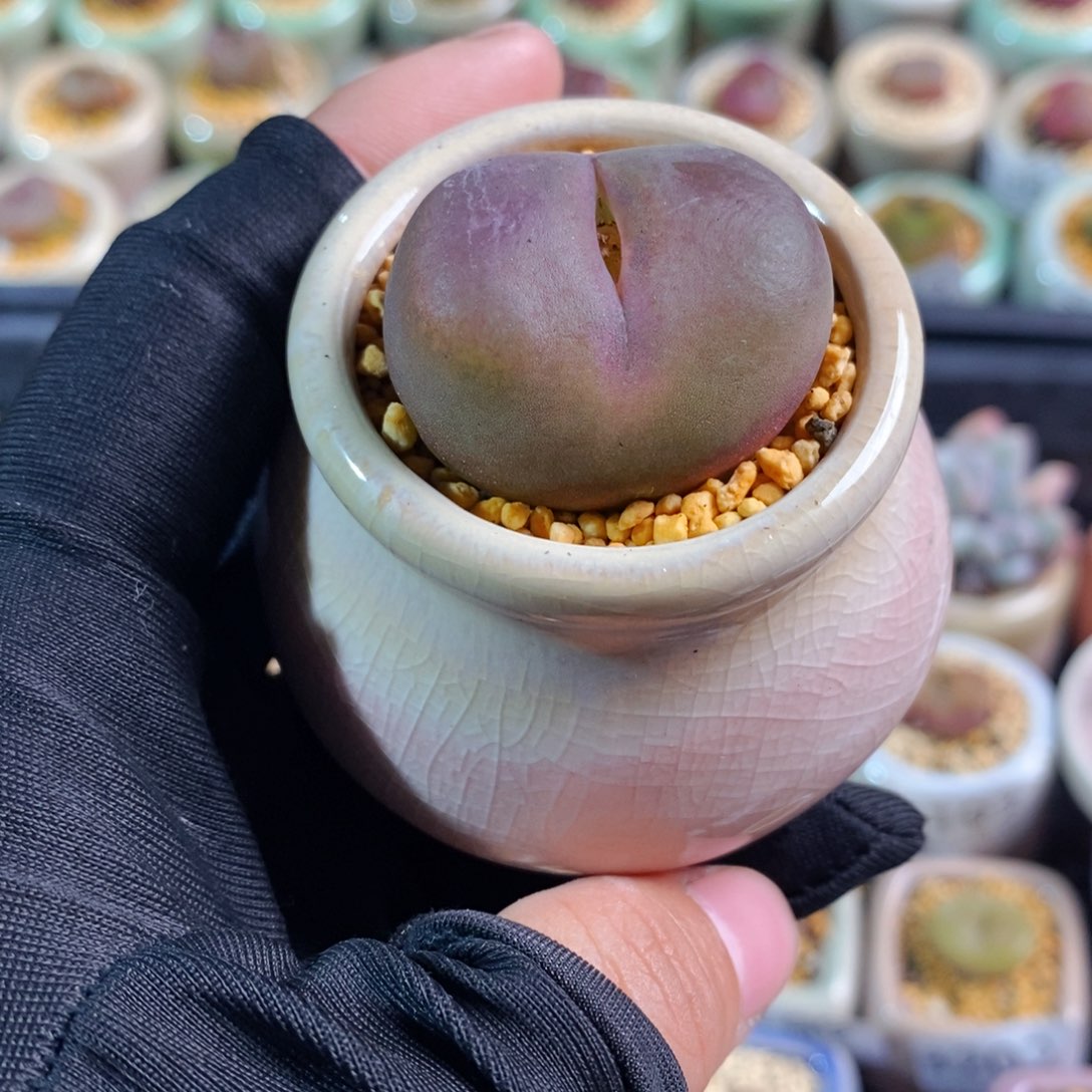 麦****子3262--一物一拍 带盆