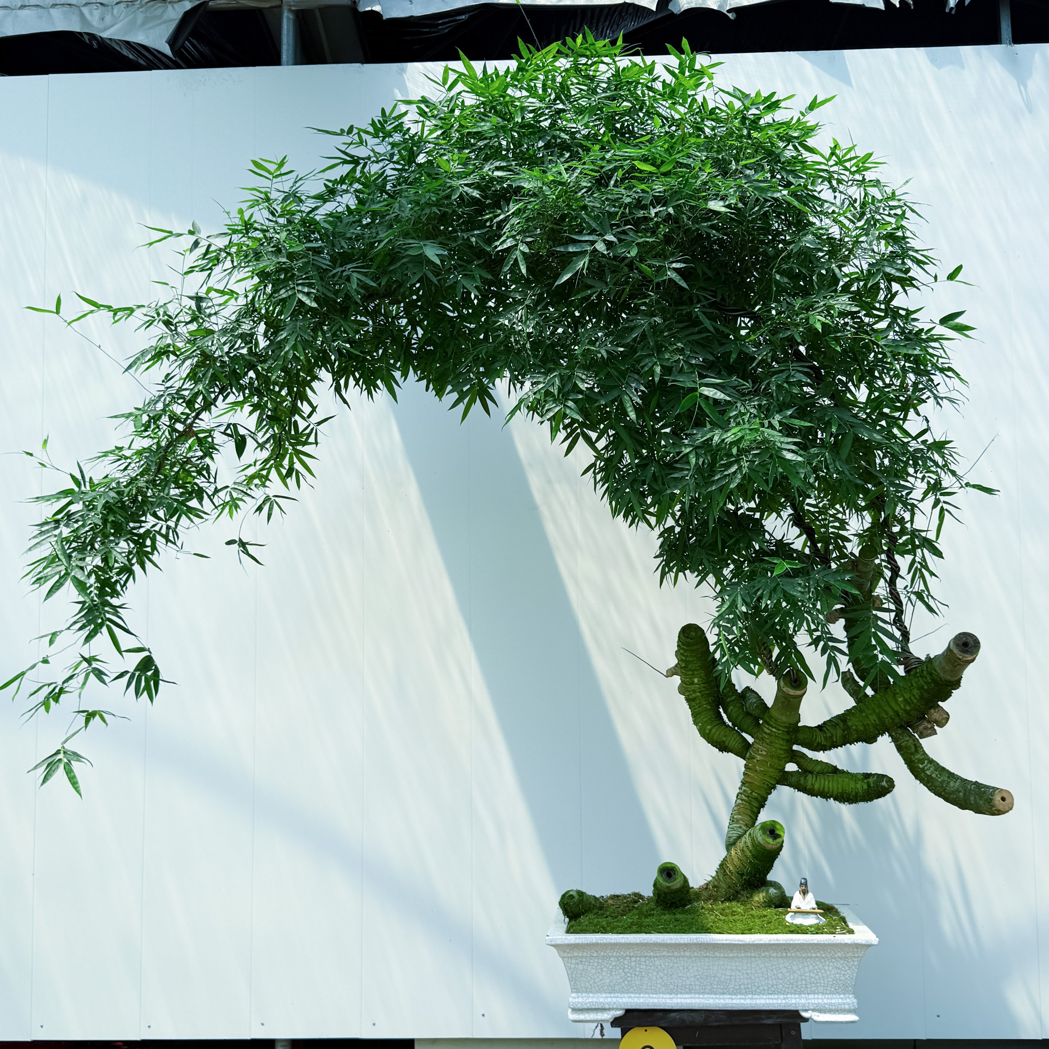 “比翼双飞”禅意老桩簕竹盆景，高端造型提升室内空间意境高级感。