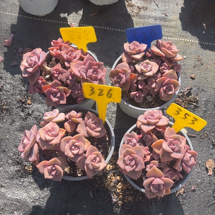 每***肉彩虹糖828 24 326 353