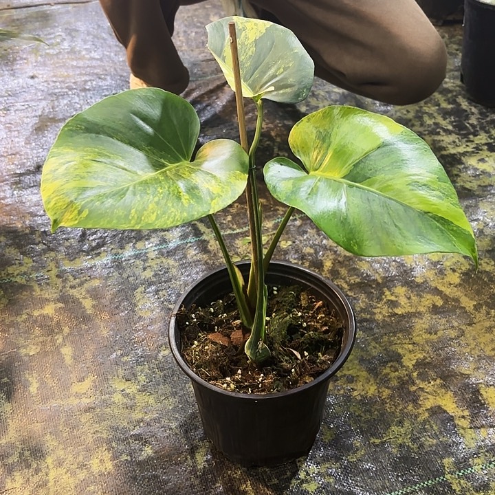 疯***鸟完全开放黄龟龟背竹