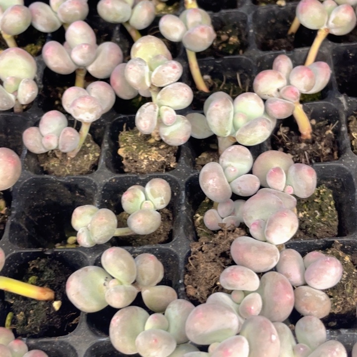 彩虹奶双头随机发满18包邮