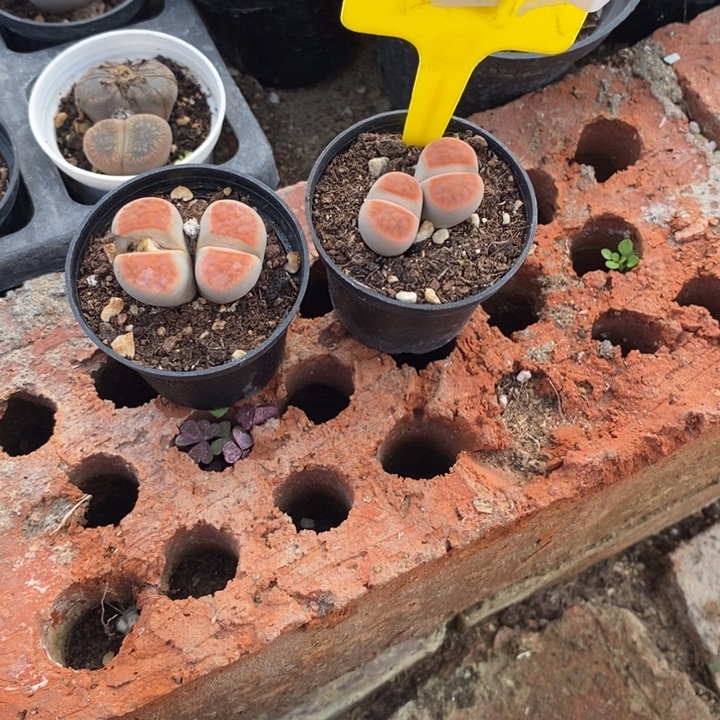 吐***椰生石花等植物的生长321