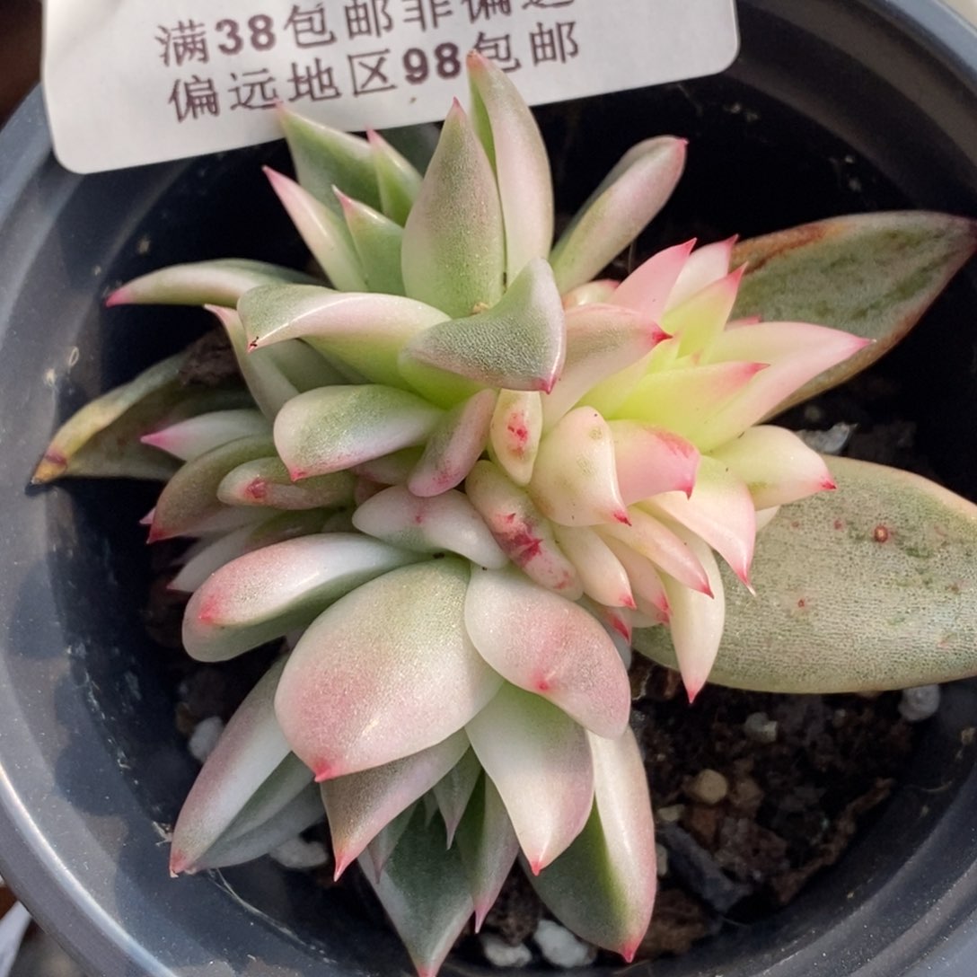 490雪白玛丽亚锦群生