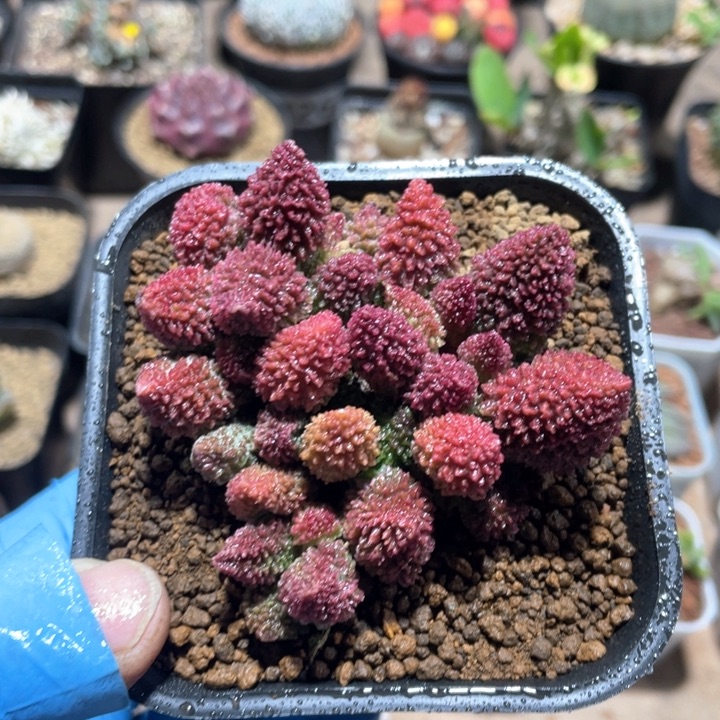 918大盆朱子玉多头