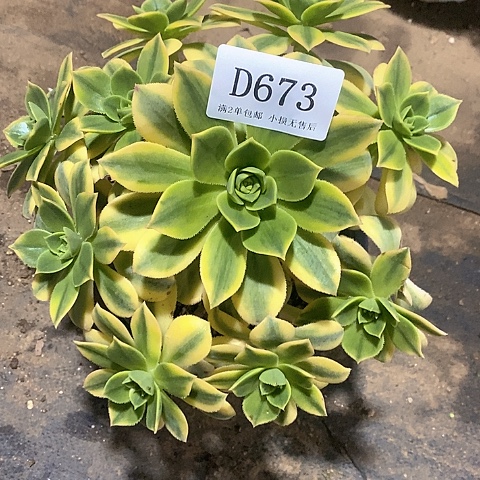 673星爆多肉法师锦