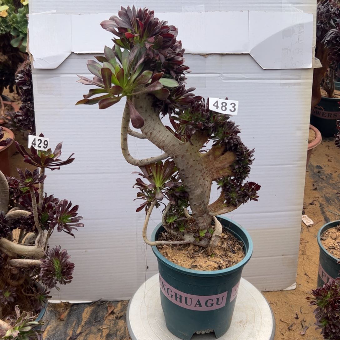 有伤黑缀483高34