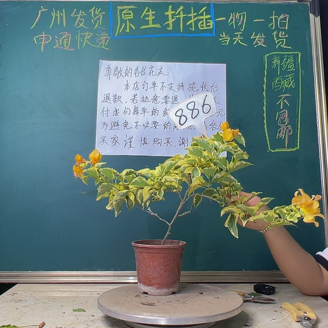 当前无花栽培后可以开花金边黄 886