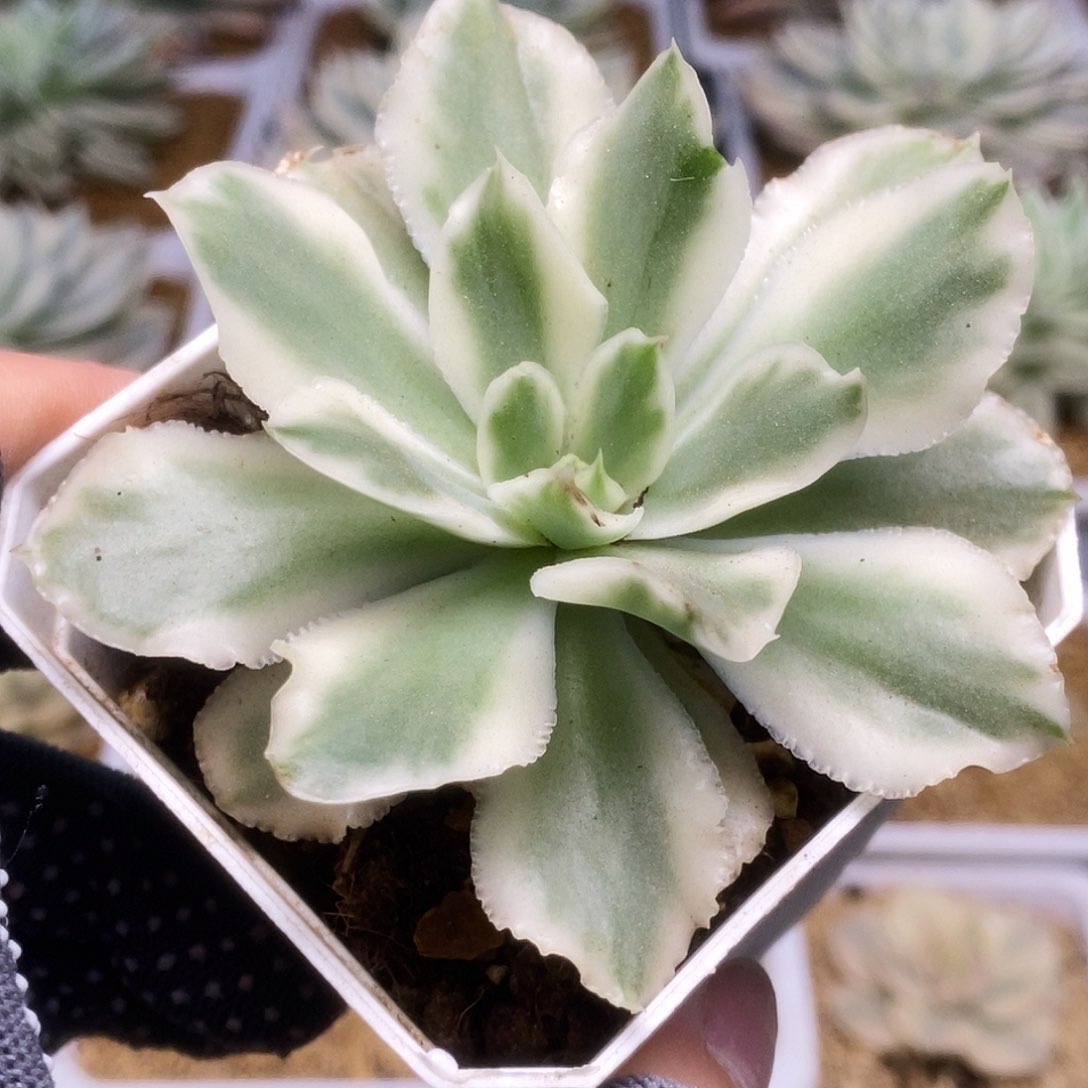 紫蝴蝶锦锦锦锦锦锦