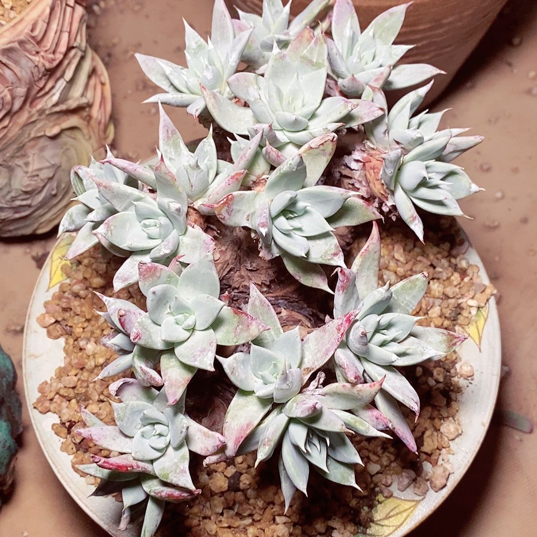 【闪购商品】哈哈哈哈诺玛雪山多肉1615