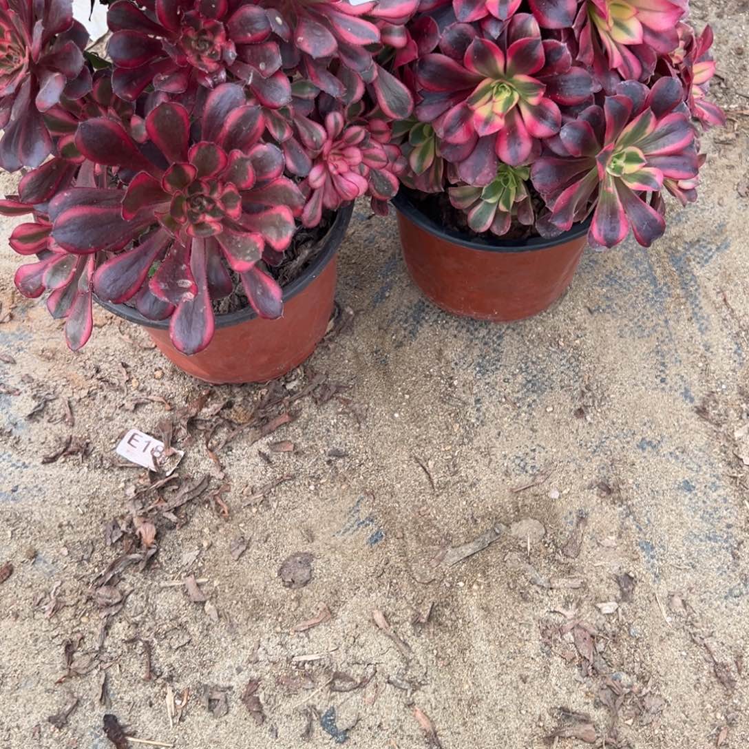 小***元 409两颗组合多肉植物法师多肉