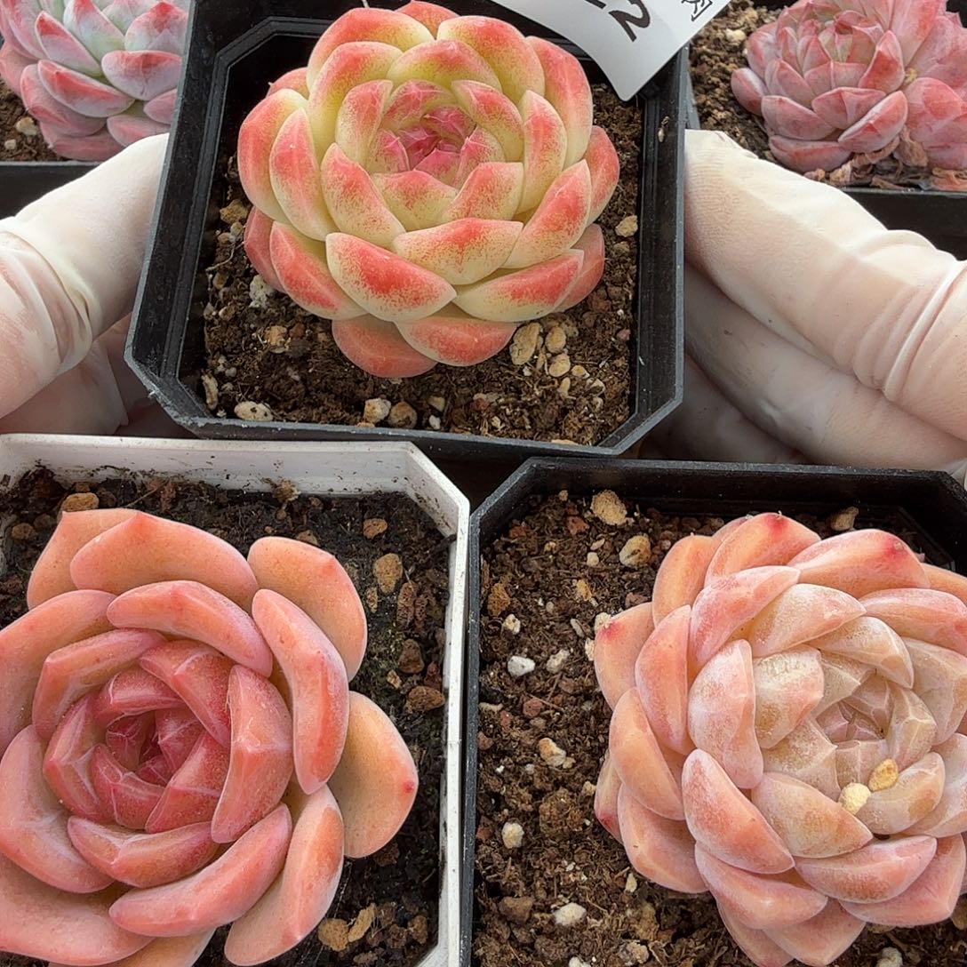 1124-22三颗多肉组合