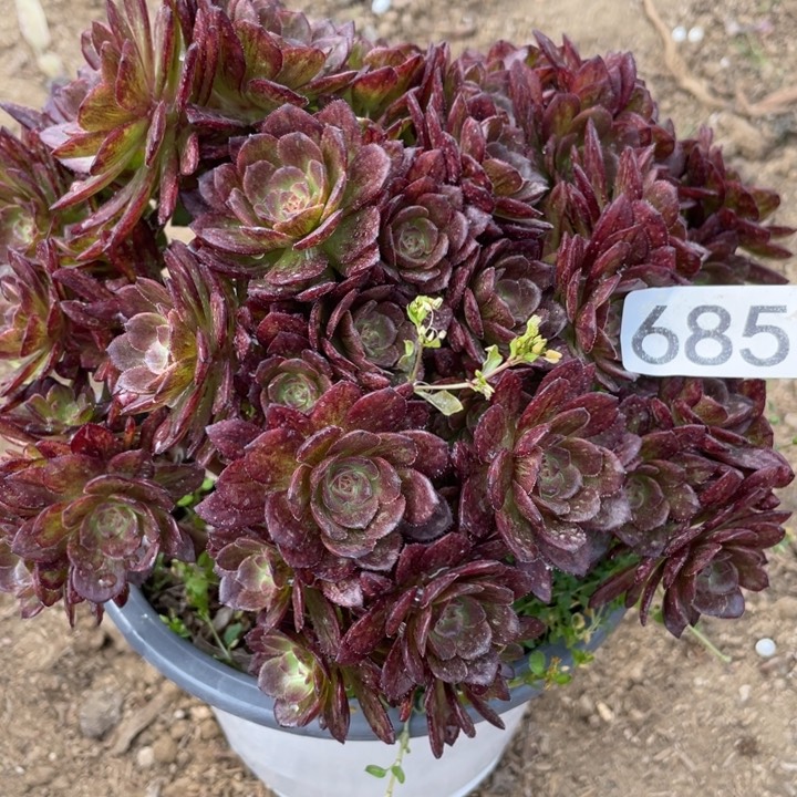 685多肉植物红丝绒有砍