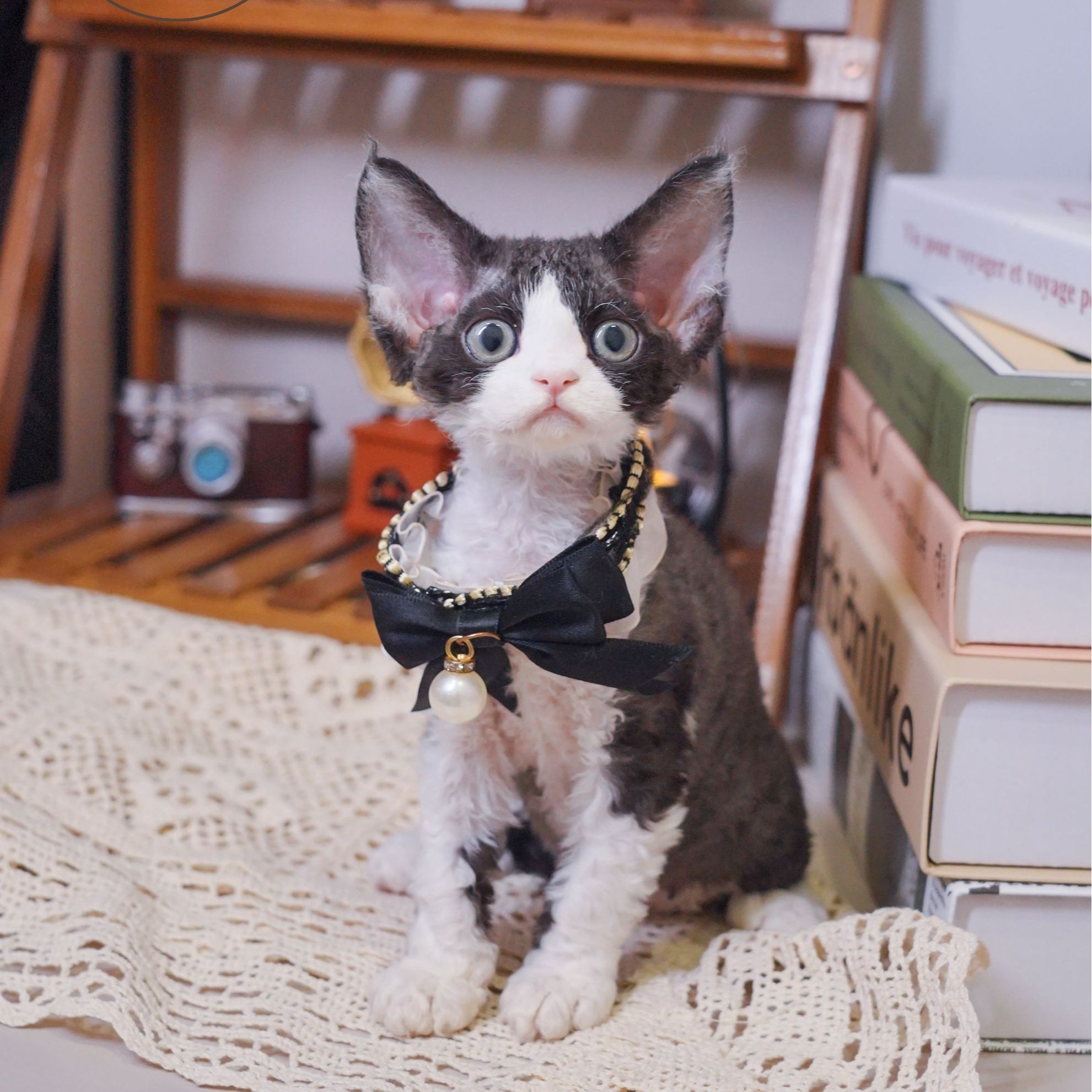黑白妹妹 2个月 德文卷毛猫