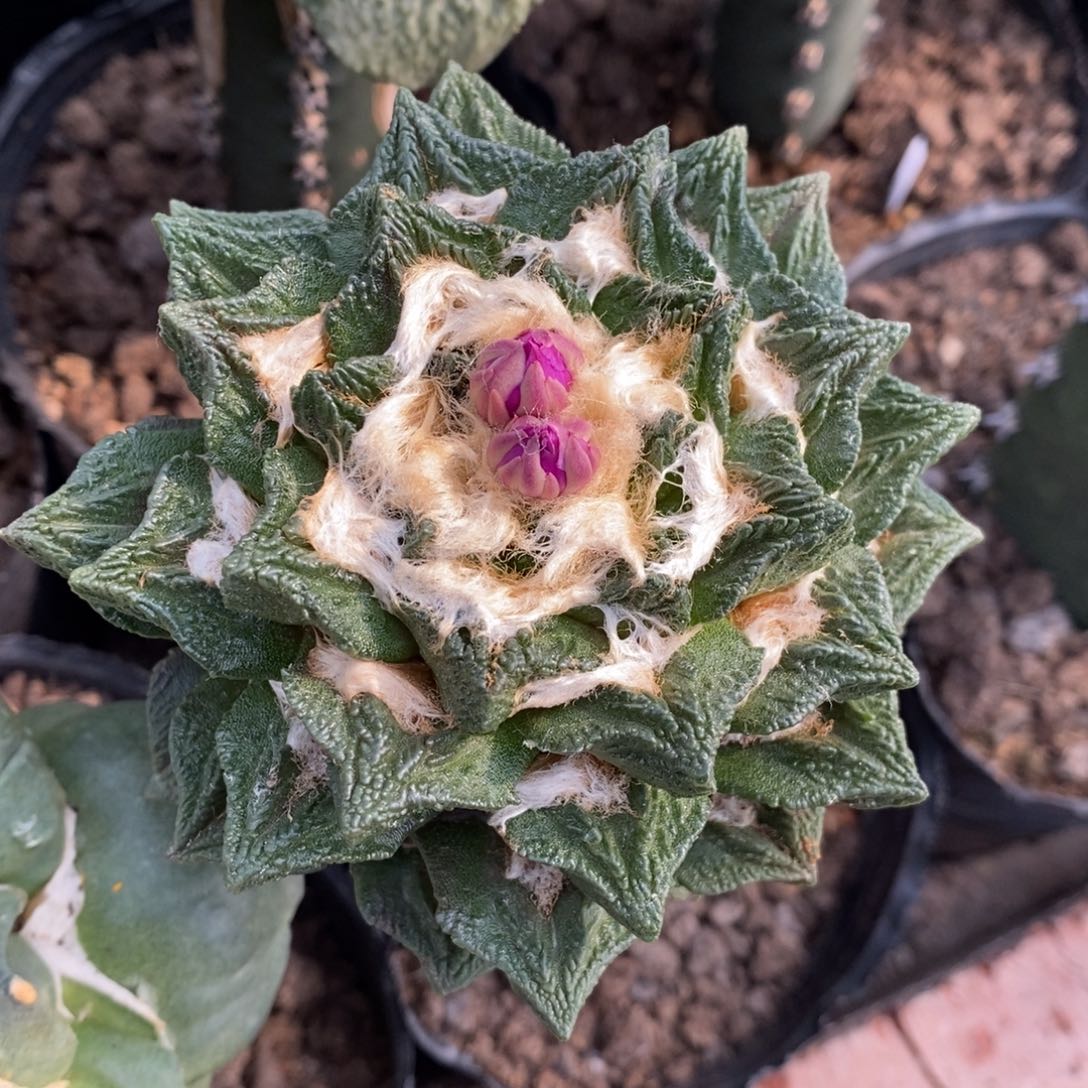 嫁接螺旋龙角10cm