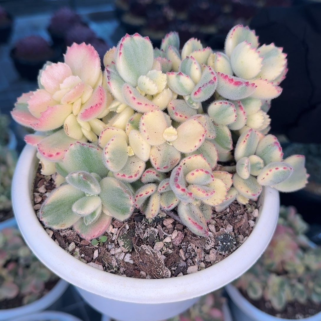 从前慢花园精选彩虹熊