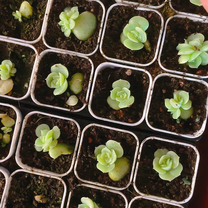 虾饺中盆一个满25包邮